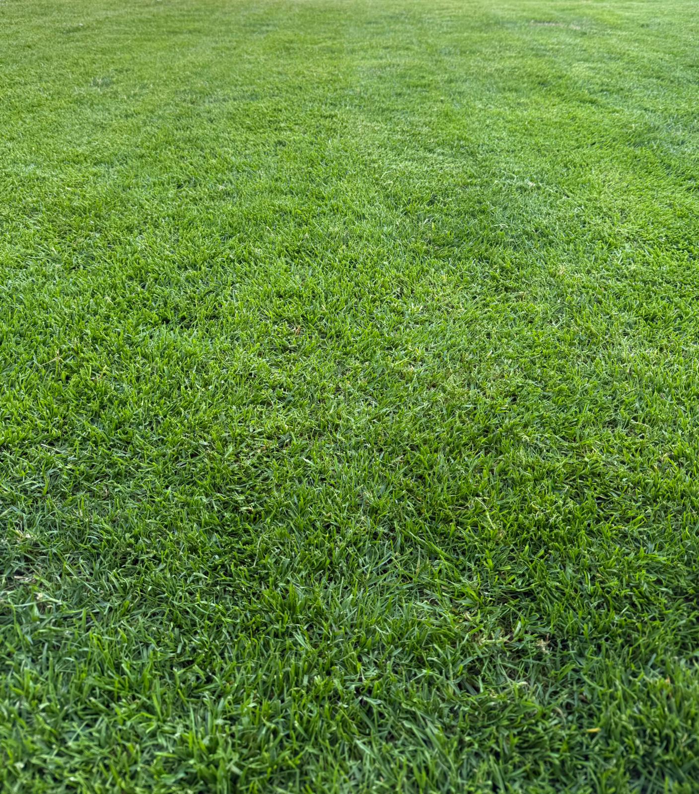 Grass treatments in Bangor